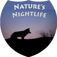 Nocturnal by Nature Badge
